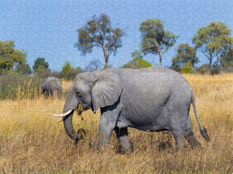Afrikanischer Elefant, Okavango Delta, Botswana. - CALVENDO Foto-Puzzle'