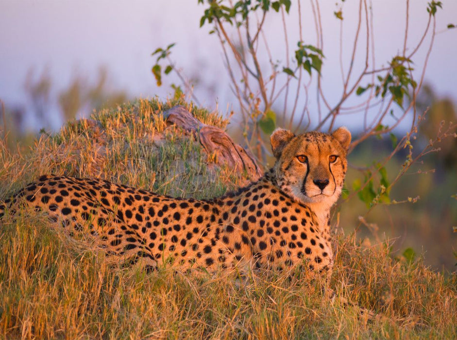 Gepard, Masai Mara, Kenia. - CALVENDO Foto-Puzzle'