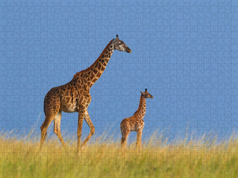 Massai-Giraffen, Masai Mara, Kenia. - CALVENDO Foto-Puzzle'