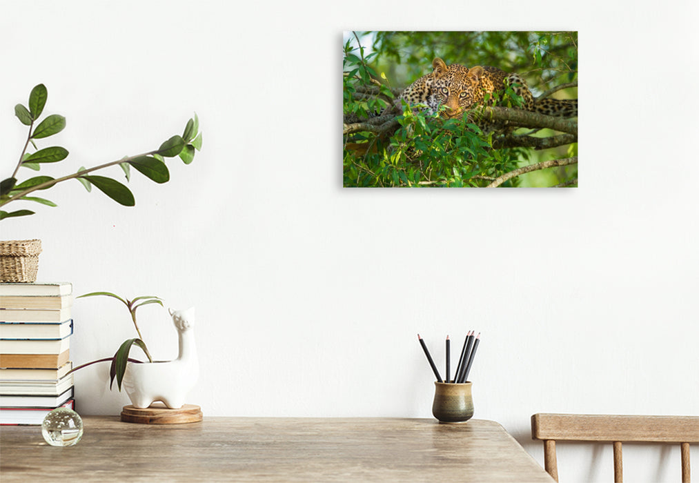 Premium Textil-Leinwand Leopard, Masai Mara, Kenia.