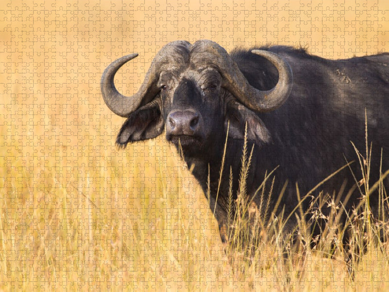 Kaffernbüffel, Masai Mara, Kenia. - CALVENDO Foto-Puzzle'