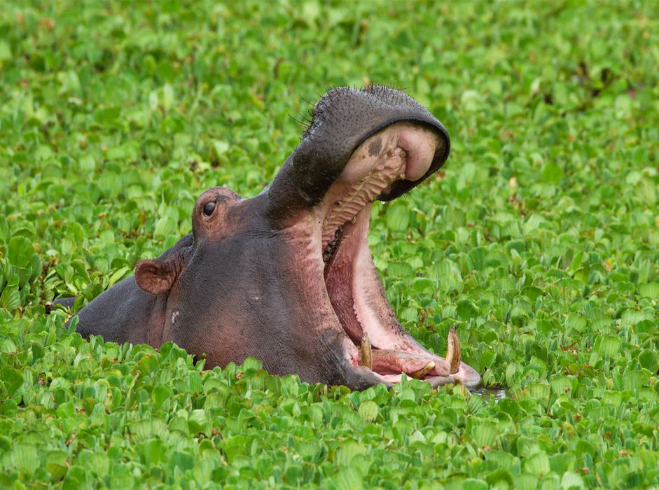 Flusspferd, Masai Mara, Kenia. - CALVENDO Foto-Puzzle'