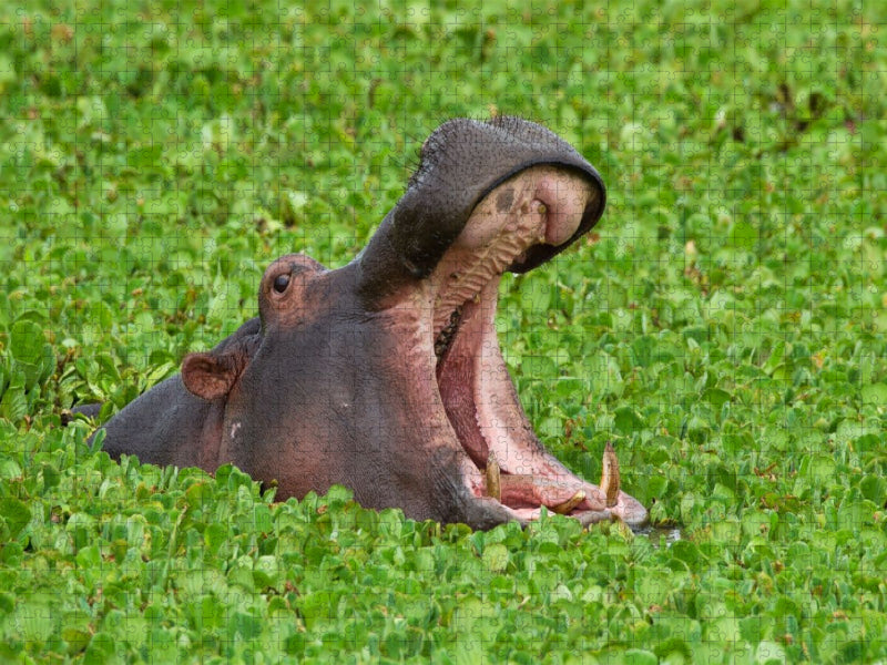 Flusspferd, Masai Mara, Kenia. - CALVENDO Foto-Puzzle'