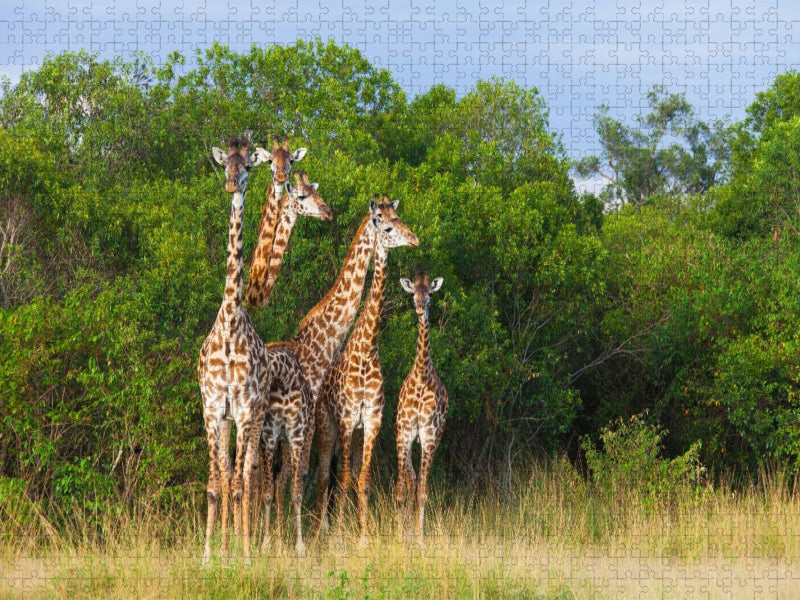 Südafrikanische Giraffen, Okavango Delta, Botswana. - CALVENDO Foto-Puzzle'