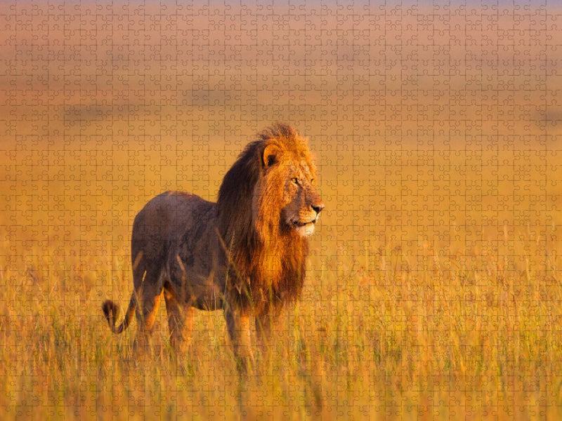 Afrikanischer Löwe, Masai Mara, Kenia. - CALVENDO Foto-Puzzle'