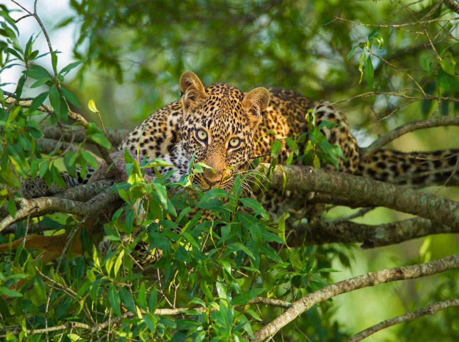 Leopard, Masai Mara, Kenia. - CALVENDO Foto-Puzzle'