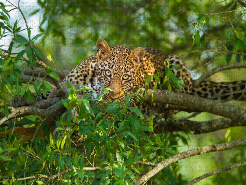 Leopard, Masai Mara, Kenia. - CALVENDO Foto-Puzzle'