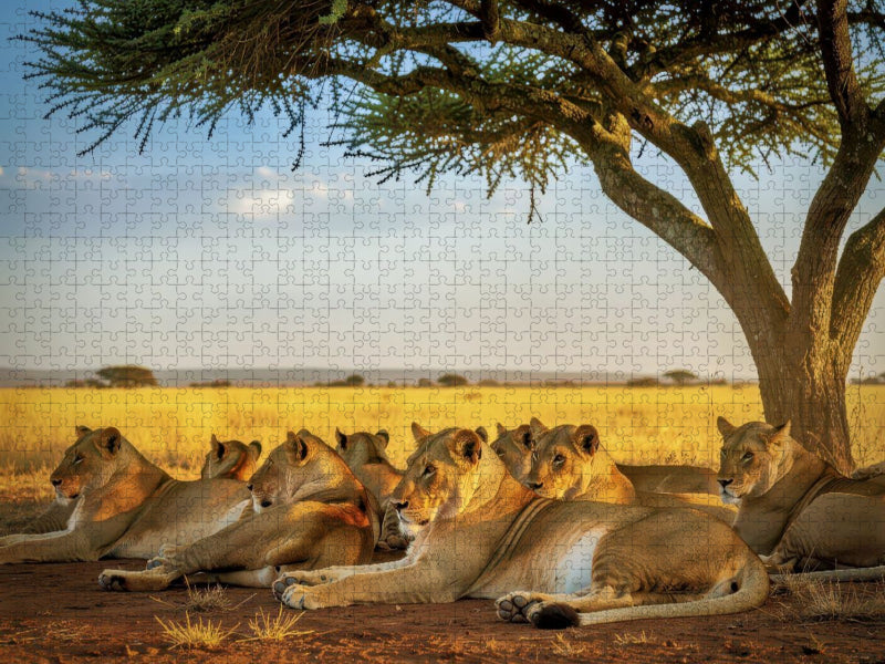 Ein Funken Wildnis in jedem Augenpaar. - CALVENDO Foto-Puzzle'