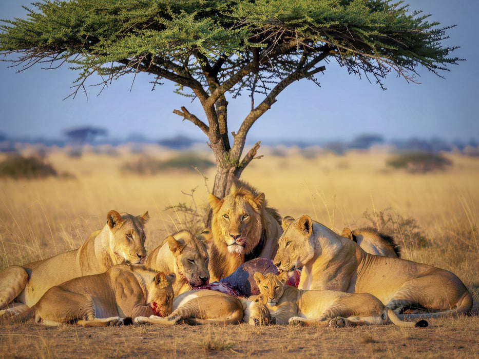 Löwen, die über die Steppe wachen. - CALVENDO Foto-Puzzle'