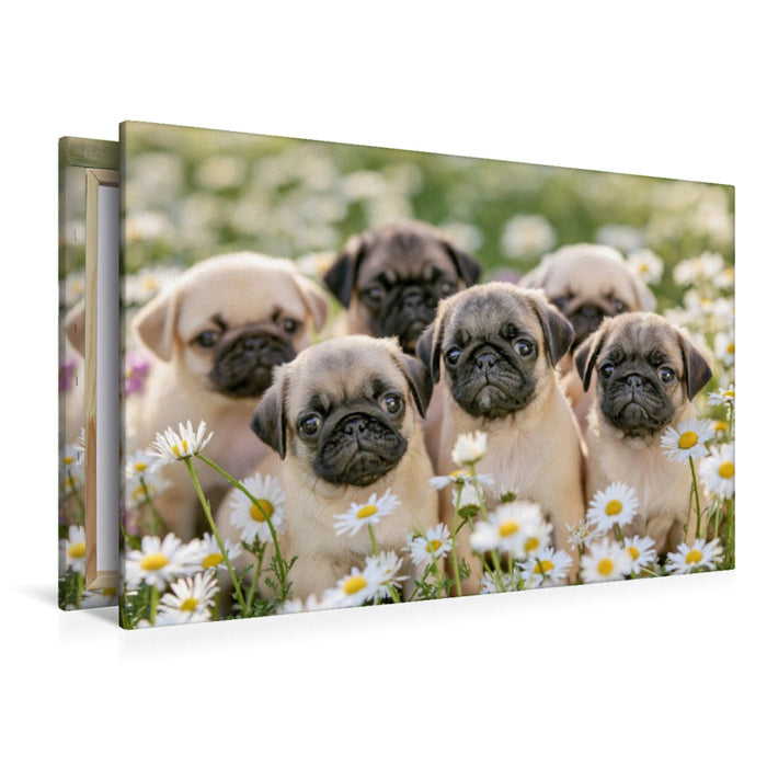Premium Textil-Leinwand Ein Motiv aus dem Kalender Edle Möpse