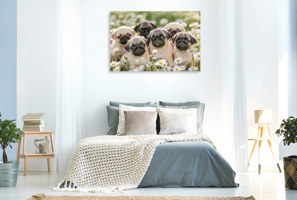 Premium Textil-Leinwand Ein Motiv aus dem Kalender Edle Möpse