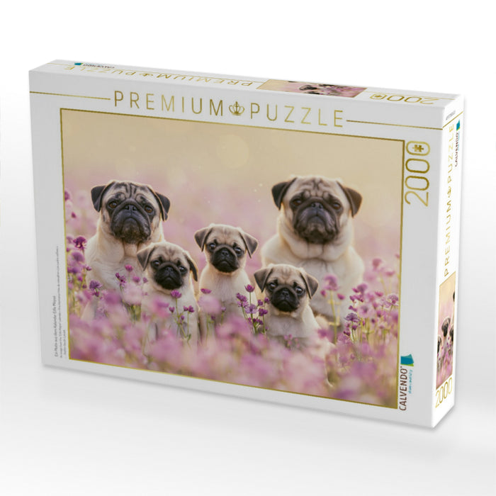 Ein Motiv aus dem Kalender Edle Möpse - CALVENDO Foto-Puzzle'