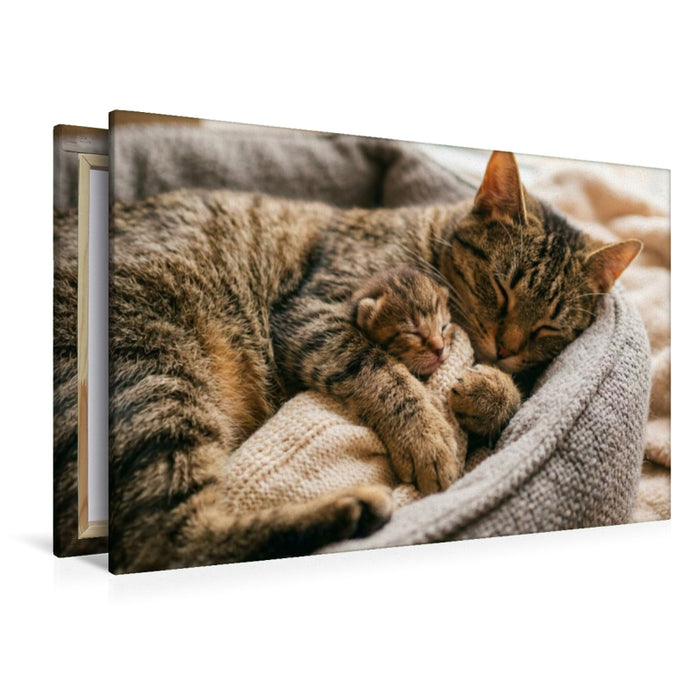 Premium Textil-Leinwand Der beste Schlafplatz ist in Mutters Pfoten
