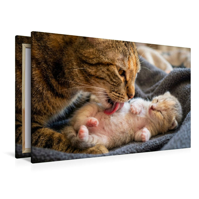 Premium Textil-Leinwand Wohlfühlmassage - Katzenmutter und Kätzchen
