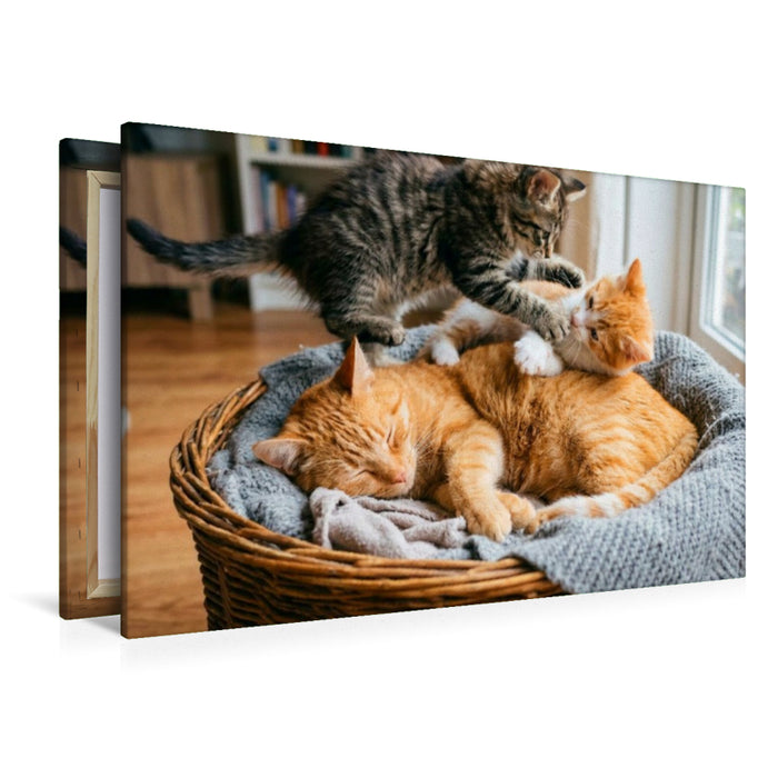 Premium Textil-Leinwand Unerschütterliche Geduld der Katzenmutter