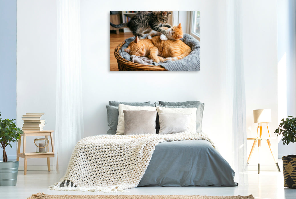 Premium Textil-Leinwand Unerschütterliche Geduld der Katzenmutter