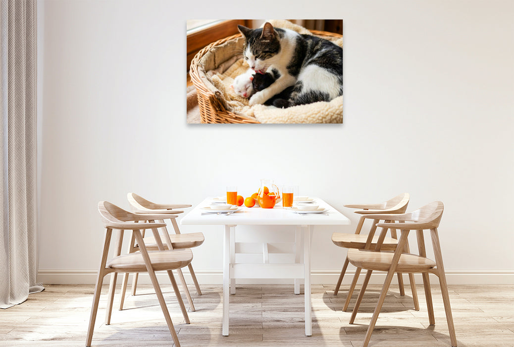 Premium Textil-Leinwand Morgenwäsche - Katzenmutter und Kätzchen