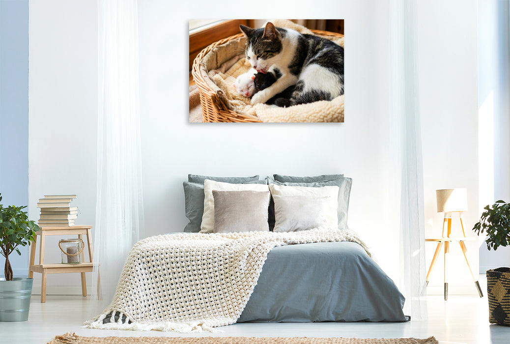 Premium Textil-Leinwand Morgenwäsche - Katzenmutter und Kätzchen