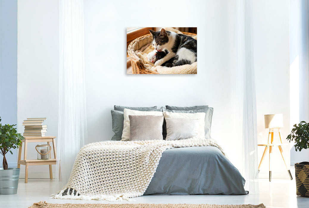 Premium Textil-Leinwand Morgenwäsche - Katzenmutter und Kätzchen