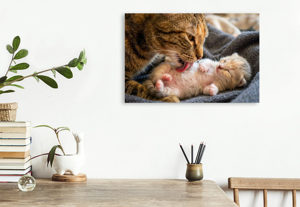 Premium Textil-Leinwand Wohlfühlmassage - Katzenmutter und Kätzchen