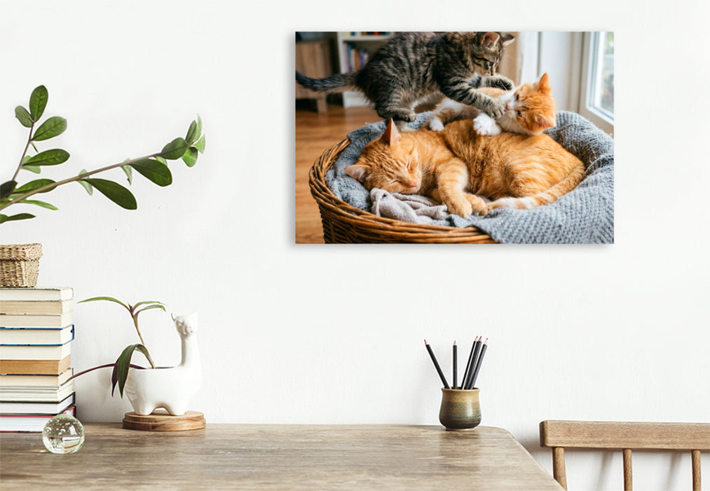 Premium Textil-Leinwand Unerschütterliche Geduld der Katzenmutter