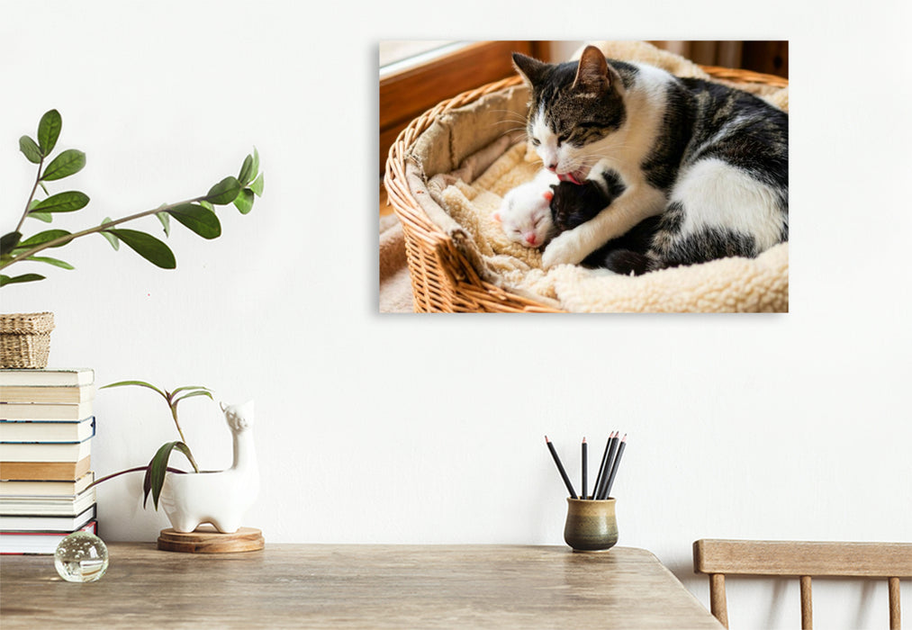 Premium Textil-Leinwand Morgenwäsche - Katzenmutter und Kätzchen