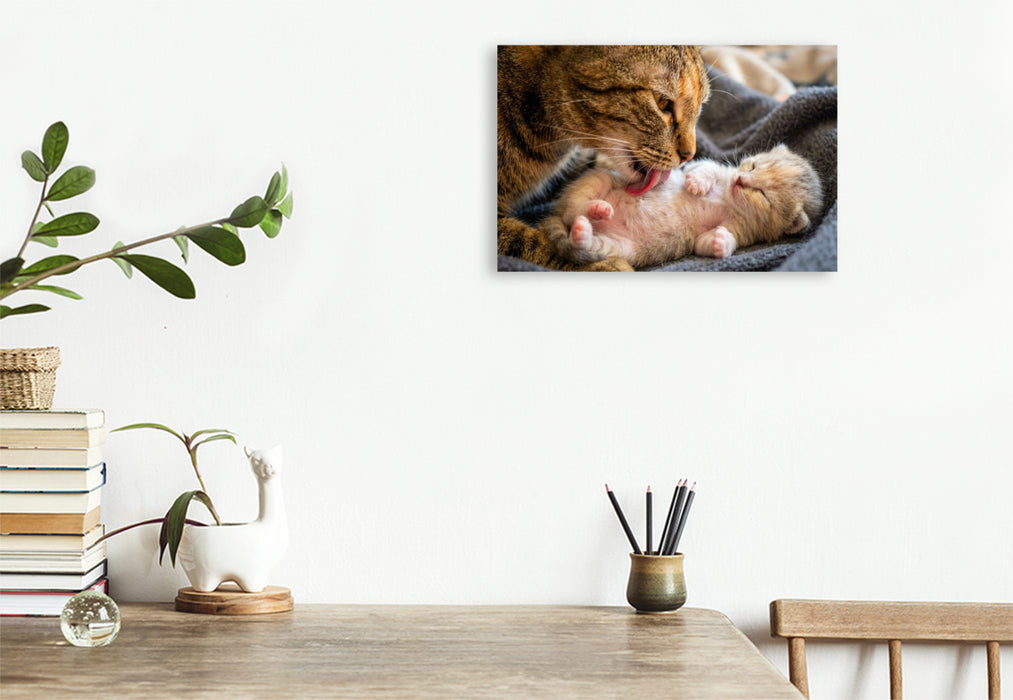 Premium Textil-Leinwand Wohlfühlmassage - Katzenmutter und Kätzchen