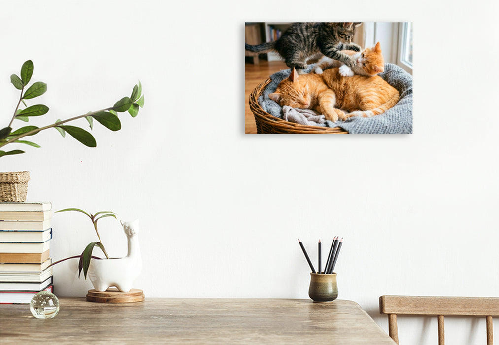 Premium Textil-Leinwand Unerschütterliche Geduld der Katzenmutter