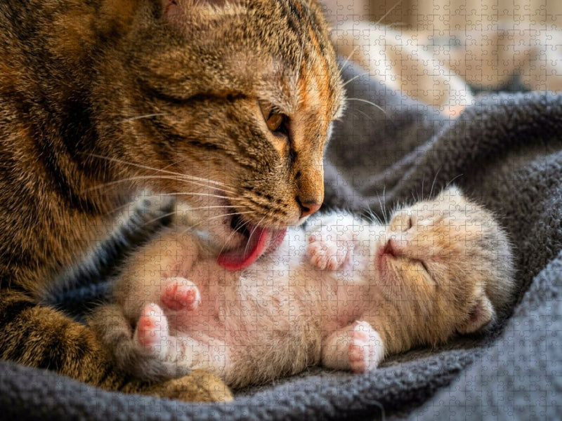 Wohlfühlmassage - Katzenmutter und Kätzchen - CALVENDO Foto-Puzzle'