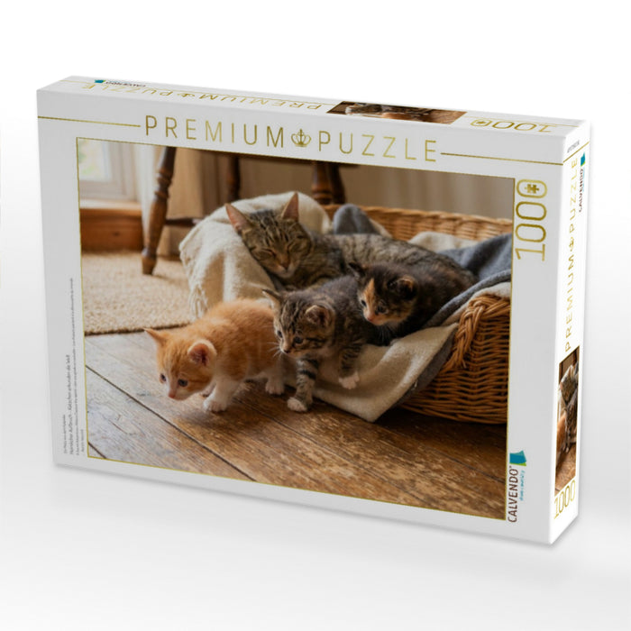 Heimlicher Aufbruch - Kätzchen erkunden die Welt - CALVENDO Foto-Puzzle'