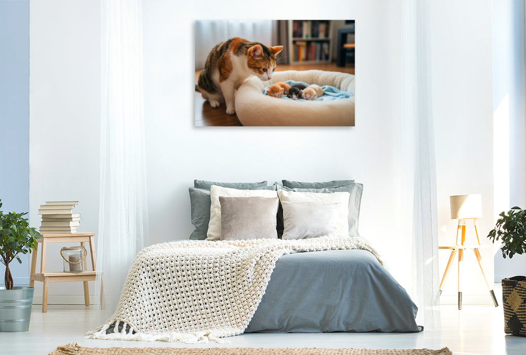 Premium Textil-Leinwand Katzenbabys schlafen im Körbchen