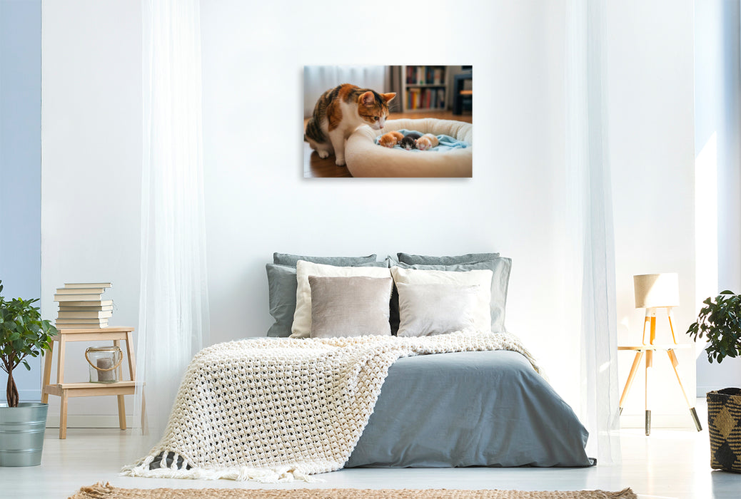 Premium Textil-Leinwand Katzenbabys schlafen im Körbchen