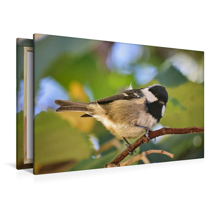 Premium Textil-Leinwand Tannenmeise