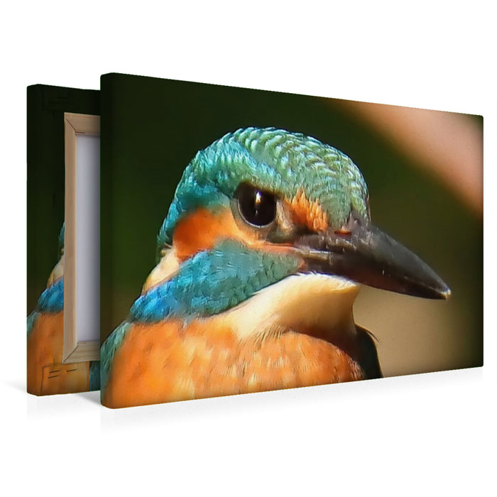 Premium Textil-Leinwand Eisvogel-Portrait