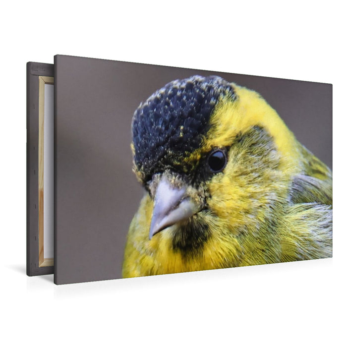 Premium Textil-Leinwand Erlenzeisig-Portrait