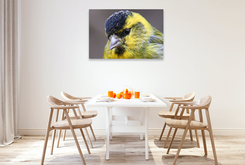 Premium Textil-Leinwand Erlenzeisig-Portrait