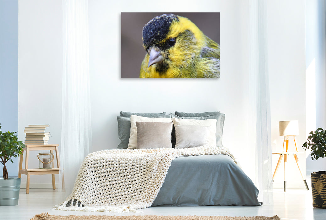 Premium Textil-Leinwand Erlenzeisig-Portrait