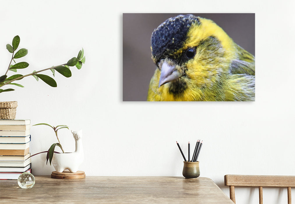 Premium Textil-Leinwand Erlenzeisig-Portrait