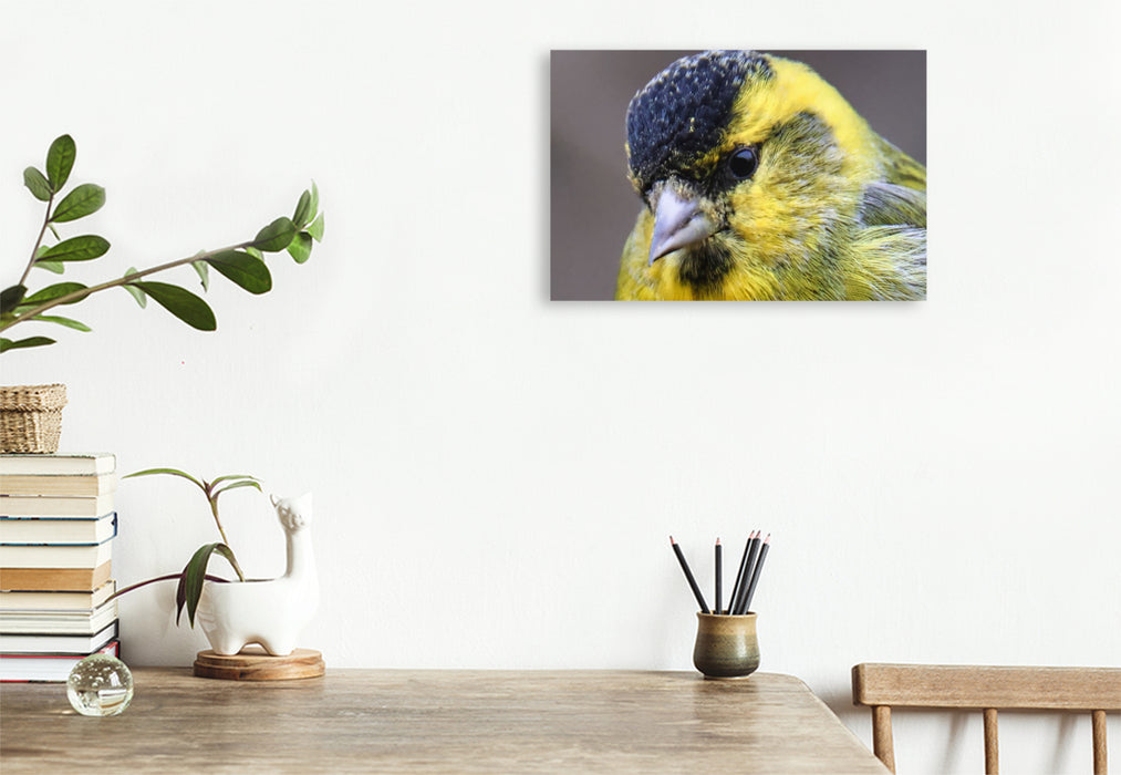 Premium Textil-Leinwand Erlenzeisig-Portrait