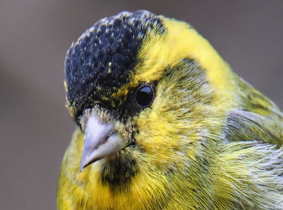 Erlenzeisig-Portrait - CALVENDO Foto-Puzzle'