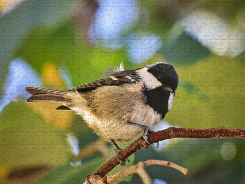 Tannenmeise - CALVENDO Foto-Puzzle'