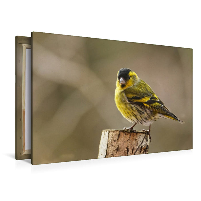 Premium Textil-Leinwand Erlenzeisig