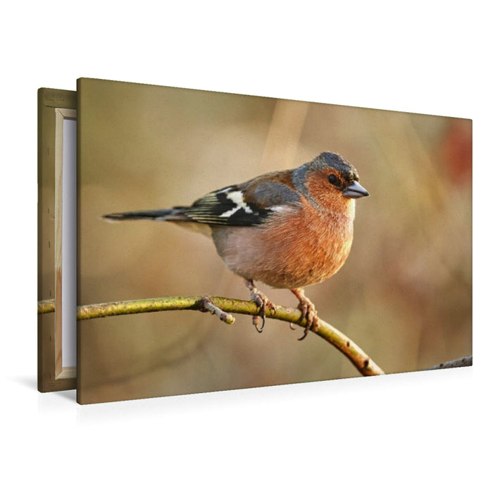 Premium Textil-Leinwand Buchfink