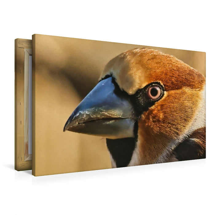 Premium Textil-Leinwand Kernbeißer-Portrait