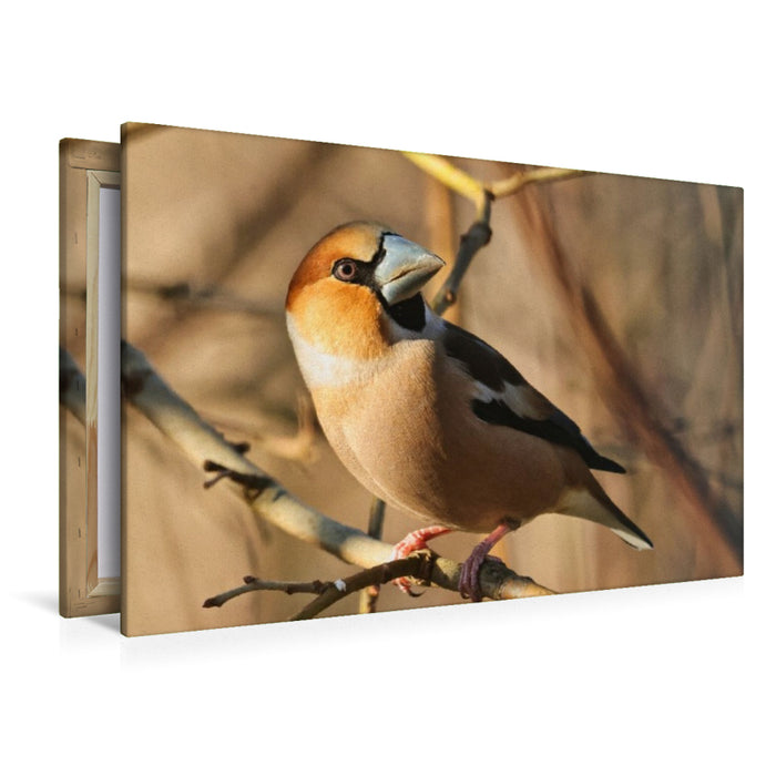 Premium Textil-Leinwand Kernbeißer