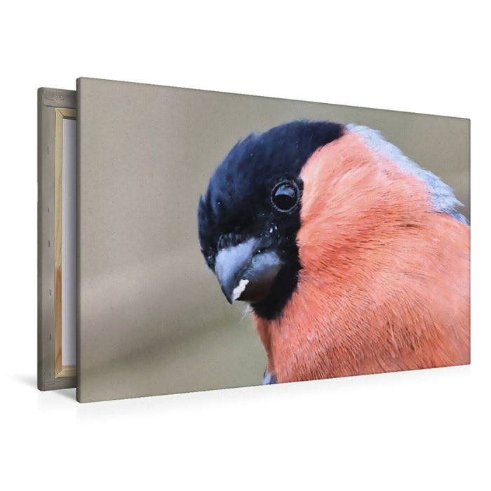 Premium Textil-Leinwand Gimpel-Portrait