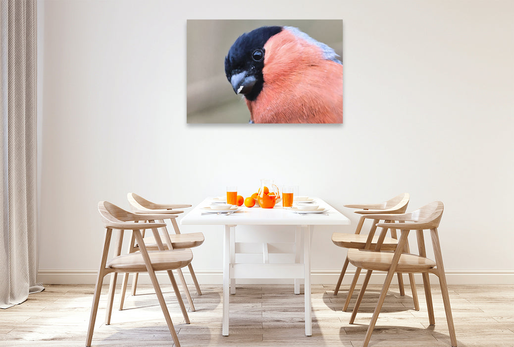 Premium Textil-Leinwand Gimpel-Portrait