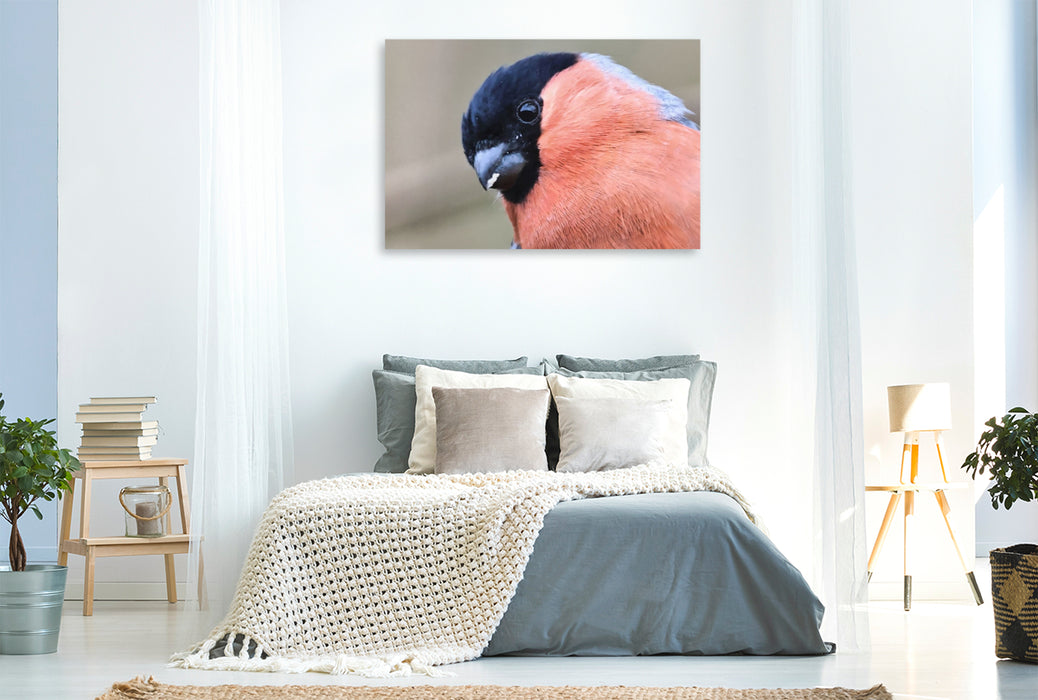 Premium Textil-Leinwand Gimpel-Portrait