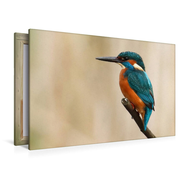 Premium Textil-Leinwand Eisvogel