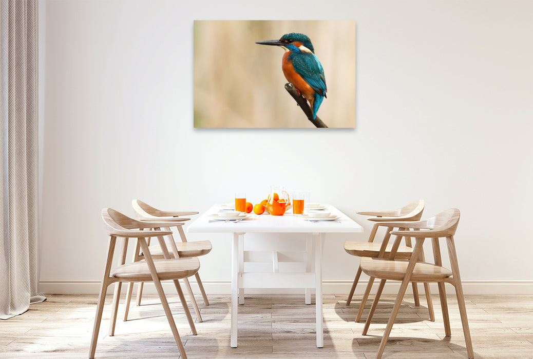 Premium Textil-Leinwand Eisvogel
